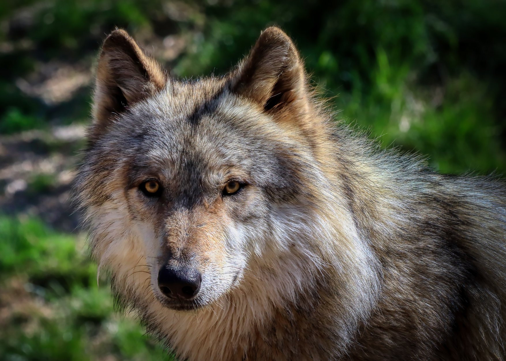 Le loup